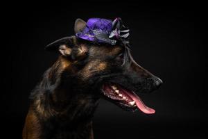 retrato de um cão pastor belga em um cocar. carnaval ou dia das bruxas. foto