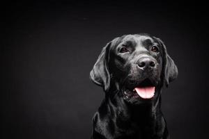 retrato de um cão labrador retriever em um fundo preto isolado. foto