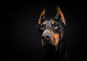 retrato de um cão doberman em um fundo preto isolado. foto