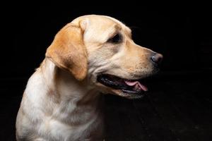 retrato de um cão labrador retriever em um fundo preto isolado. foto