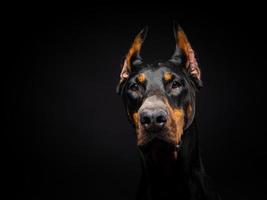 retrato de um cão doberman em um fundo preto isolado. foto