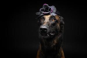 retrato de um cão pastor belga em um cocar. carnaval ou dia das bruxas. foto