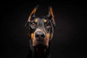 retrato de um cão doberman em um fundo preto isolado. foto