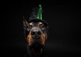 retrato de um cão doberman em um cocar. carnaval ou dia das bruxas. foto