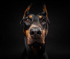 retrato de um cão doberman em um fundo preto isolado. foto