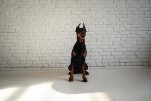 retrato de um cão doberman. foto