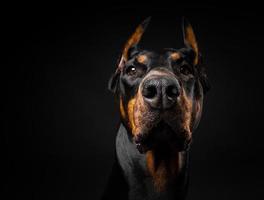 retrato de um cão doberman em um fundo preto isolado. foto