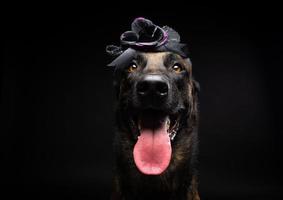 retrato de um cão pastor belga em um cocar. carnaval ou dia das bruxas. foto