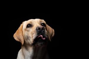 retrato de um cão labrador retriever em um fundo preto isolado. foto