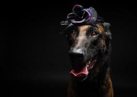 retrato de um cão pastor belga em um cocar. carnaval ou dia das bruxas. foto