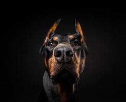 retrato de um cão doberman em um fundo preto isolado. foto