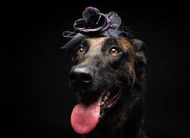 retrato de um cão pastor belga em um cocar. carnaval ou dia das bruxas. foto