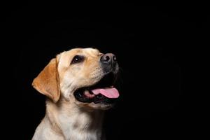 retrato de um cão labrador retriever em um fundo preto isolado. foto