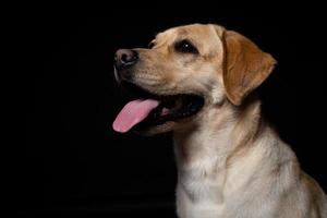 retrato de um cão labrador retriever em um fundo preto isolado. foto