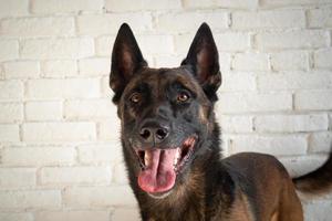 retrato de um cão pastor belga. foto