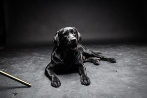 retrato de um cão labrador retriever em um fundo preto isolado. foto