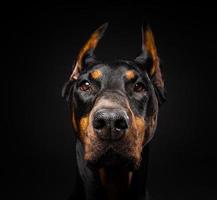 retrato de um cão doberman em um fundo preto isolado. foto