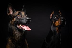 retrato de um cão pastor belga e um doberman em um fundo preto isolado. foto