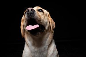 retrato de um cão labrador retriever em um fundo preto isolado. foto