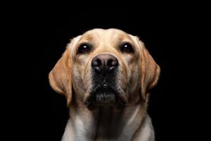 retrato de um cão labrador retriever em um fundo preto isolado. foto