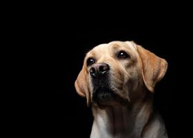 retrato de um cão labrador retriever em um fundo preto isolado. foto