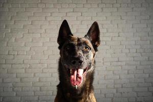 retrato de um cão pastor belga. foto