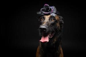 retrato de um cão pastor belga em um cocar. carnaval ou dia das bruxas. foto