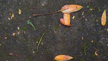 textura de estrada de concreto musgoso com folhas caídas e secas foto