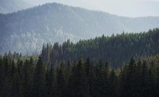 majestosas montanhas dos cárpatos. bela paisagem de natureza intocada foto