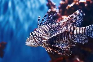 pterois volitans. subaquática close-up vista de peixes tropicais. vida no oceano foto