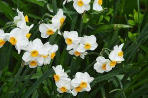 narcisos de floração branca em um fundo de grama verde. flores da primavera no parque da cidade. foto