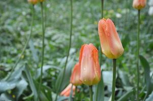 tulipas laranja claras e pêssego pálido em um fundo de grama verde em um canteiro de flores no parque. flores da primavera. foto