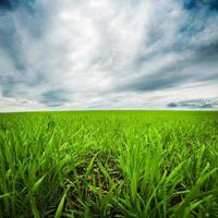 céu dramático sobre campo verde foto