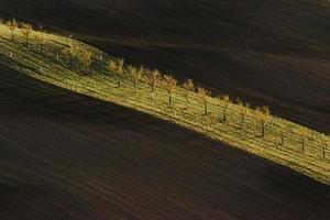 linha de árvores frescas nos campos agrícolas verdes durante o dia foto