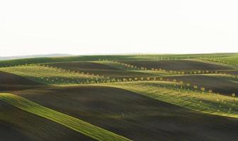 linha de árvores frescas nos campos agrícolas verdes durante o dia foto
