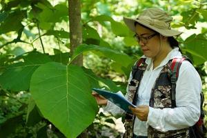 botânico feminino asiático usa chapéu, segure a prancheta de papel para observar e verificar a folha de teca na floresta. conceito, pesquisa, pesquisa de plantas botânicas. conservação florestal e ambiental. foto