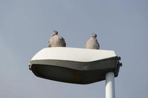 pombos em um poste de luz foto