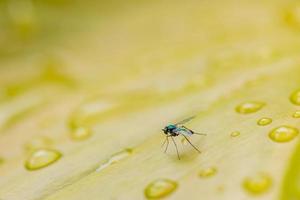 imagem macro de pequena mosca na folha verde com gotas de água. fundo abstrato da natureza foto