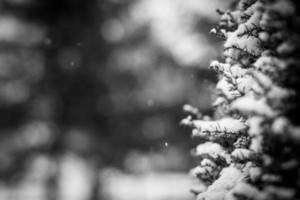 closeup de inverno preto e branco dramático. textura bonita do bokeh da neve no fundo preto. inverno maravilhoso da natureza no fundo fresco da manhã foto