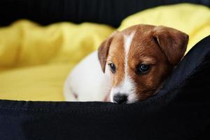 cão triste jack russel terrier encontra-se na cama foto