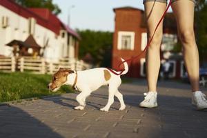 proprietário passeando com cachorro jack russell terrier do lado de fora foto