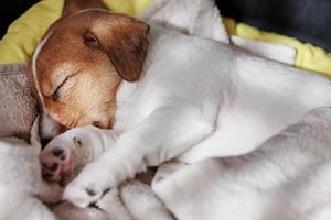 cachorro jack russel terrier dorme na cama foto