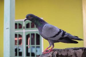 pombo indiano ou pombo-das-rochas - o pombo-das-rochas, pombo-das-rochas ou pombo-comum é um membro da família das aves columbidae. no uso comum, este pássaro é muitas vezes referido simplesmente como o pombo foto