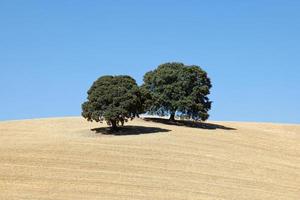 vista de terra seca com duas oliveiras. das Alterações Climáticas. seca severa. aquecimento global. desastre ambiental. sem água. campos agrícolas secos. falta de água. sem colheitas. foto