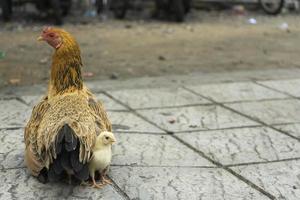 uma galinha e um frango na calçada da estrada foto