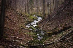 pequeno rio da floresta no início da primavera foto