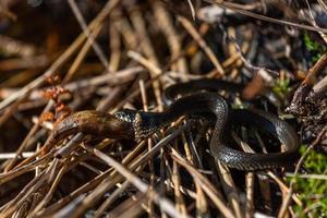 cobra de grama em ambiente natural foto