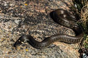 cobra de grama em ambiente natural foto