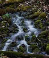 pequeno rio da floresta no início da primavera foto