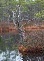 dia de outono no lago pântano foto